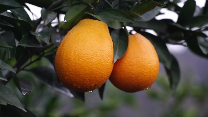 宜昌蜜桔 秭归脐橙 赣南脐橙 橙子 柑橘