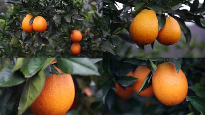 宜昌蜜桔 秭归脐橙 赣南脐橙 橙子 柑橘