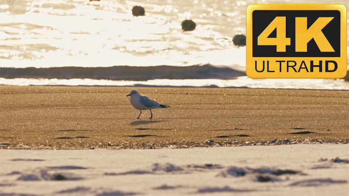 4K有雪的沙滩上孤独的海鸥