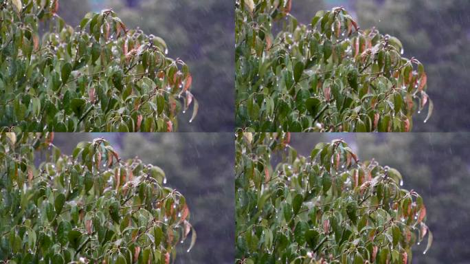 冰雨冻雨慢镜头