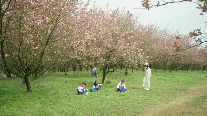 老师带着学生在樱花园写生绘画