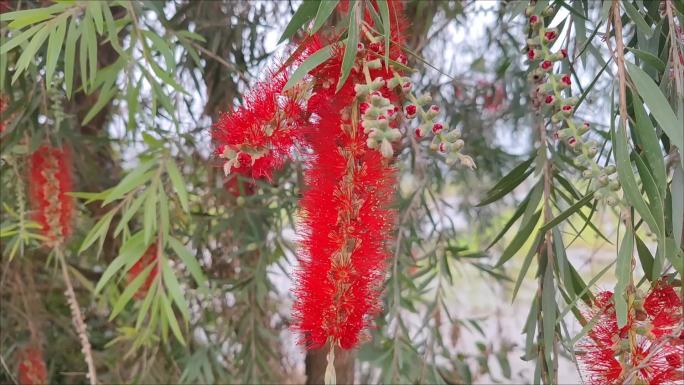 春天到了，垂花红千层迎风摇曳