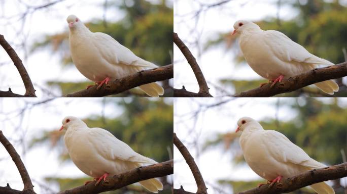 树枝上的鸽子白鸽白色鸽子视频素材