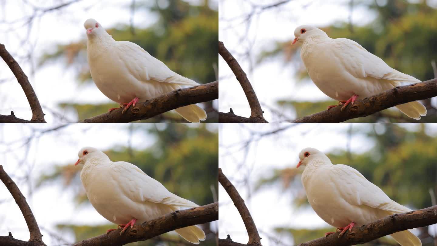 树枝上的鸽子白鸽白色鸽子视频素材