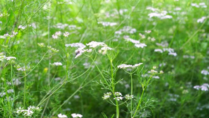 蜜蜂采花 芫荽花盛开