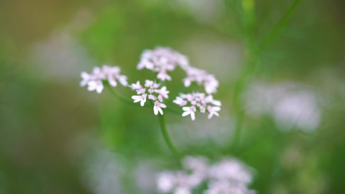 C0033蜜蜂采花 芫荽花儿盛开