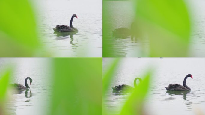 4K 湖里 黑天鹅 游水 坏境