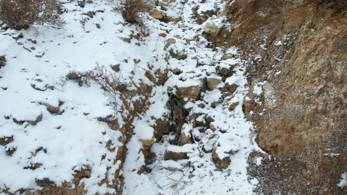 【4K可商用】新疆雪山之王雪豹多组素材