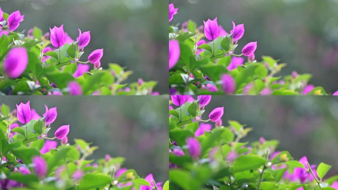 海南春天盛开的粉色三角梅
