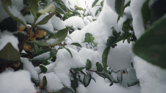 冬季雪中茶树 雪景