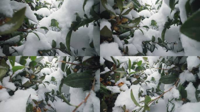 冬季雪中茶树 雪景