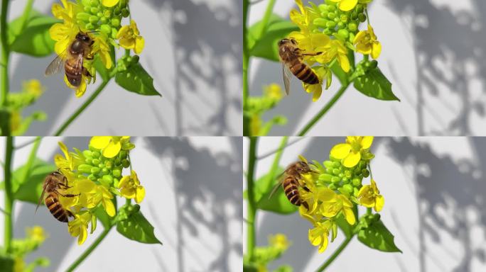 油菜花丛中的蜜蜂特写