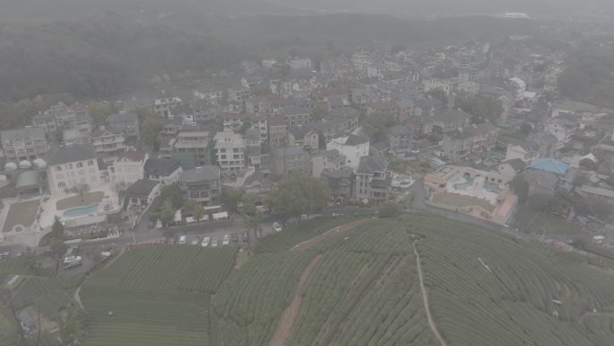 杭州 西湖 龙井 茶田 转塘