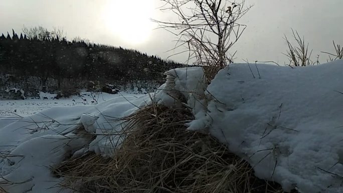 北方极端大雪狂风天气