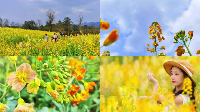 油菜花春暖花开油菜花海赏花拍照乡村振兴