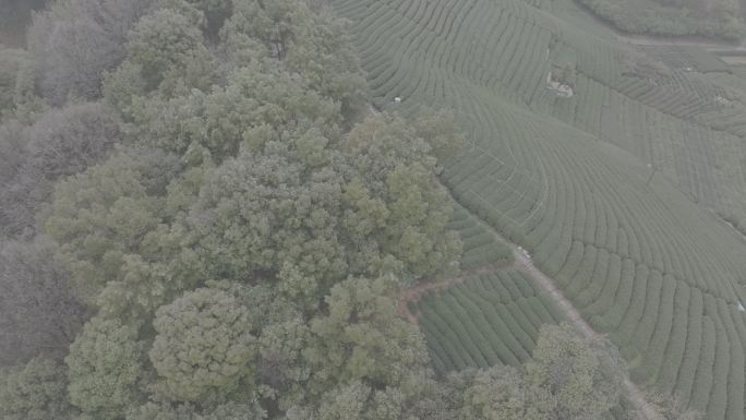 杭州 西湖 龙井 茶田 转塘