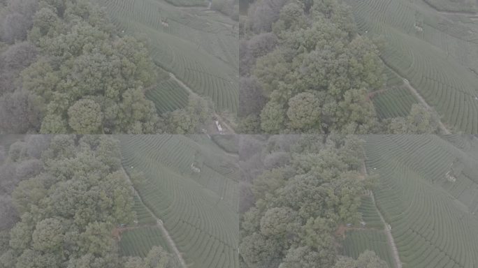 杭州 西湖 龙井 茶田 转塘