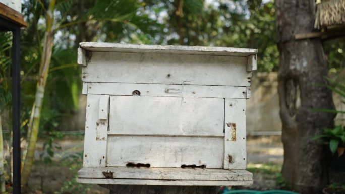 从蜜蜂酿蜜的盒子里走出来