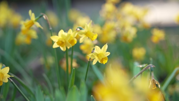 黄水仙洋水仙花朵细节特写花卉园林