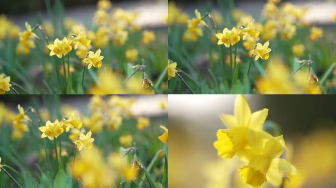 黄水仙洋水仙花朵细节特写花卉园林