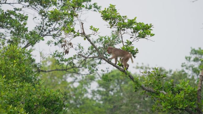 孙德尔本斯红树林中的猕猴