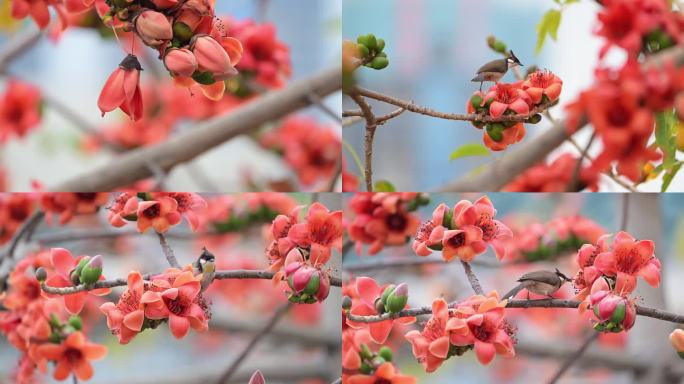 木棉花与小鸟5