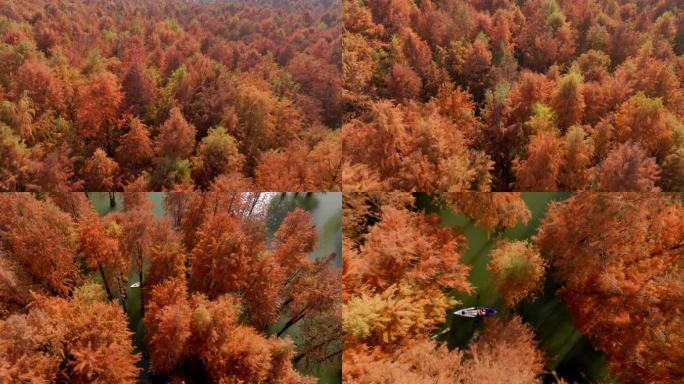 青山湖水上森林