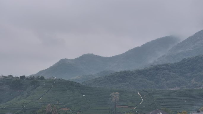 杭州 西湖 龙井 茶田 转塘