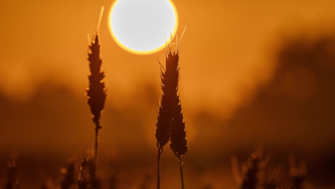 随着时间推移，日出在金色的麦秆上