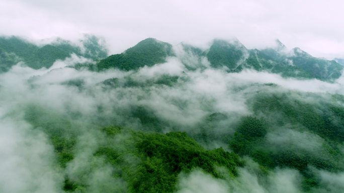 【4K原创】大自然森林风景山林自然保护区