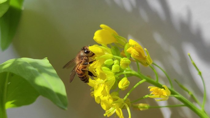 油菜花丛中的蜜蜂特写