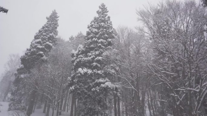 日本暴风雪中的树木