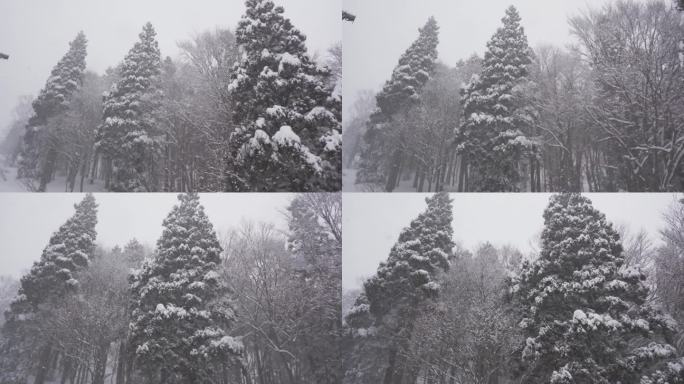 日本暴风雪中的树木
