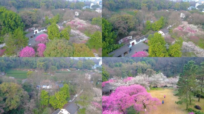 杭州植物园灵峰探梅梅花风景视频素材航拍