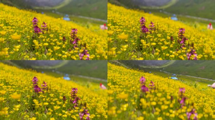 山谷里到处盛开漫山遍野的野花