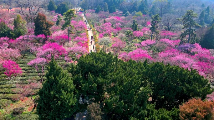 4K南京明孝陵景区石象路梅花山观梅轩航拍