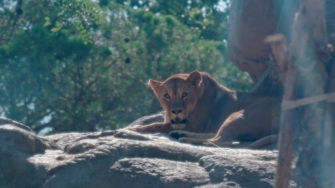 阳光下躺在岩石顶上喘着粗气的雌狮，中景