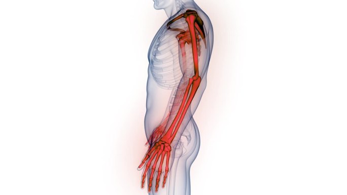 人体骨骼系统上肢骨骼关节解剖动画概念