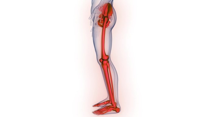 人体骨骼系统下肢骨关节解剖动画概念
