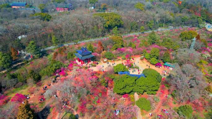 4K南京明孝陵景区石象路梅花山观梅轩航拍