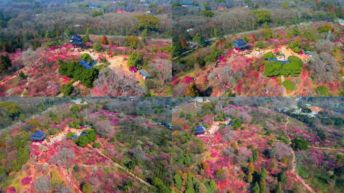 4K南京明孝陵景区石象路梅花山观梅轩航拍