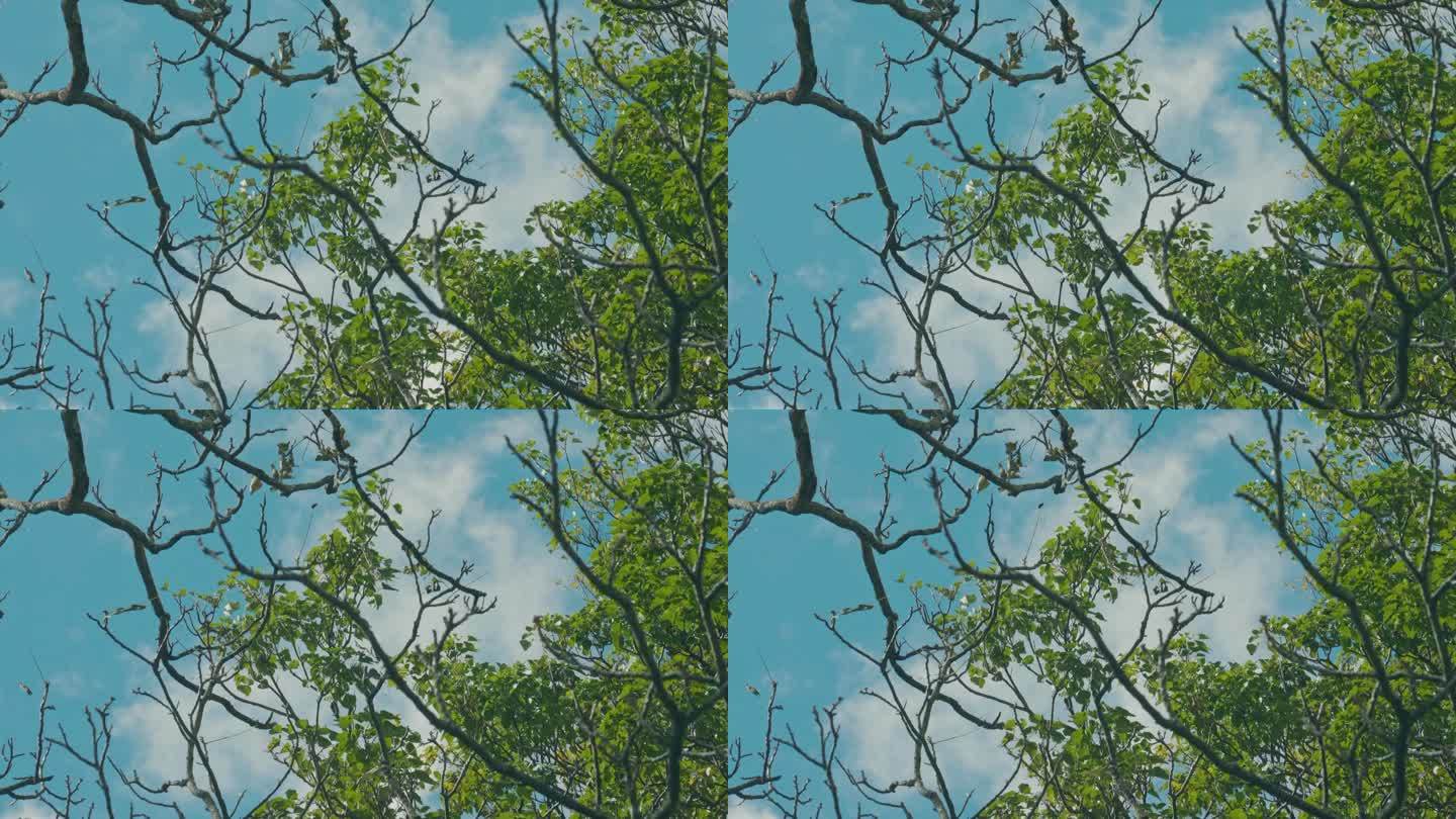 树枝对蓝色天空 空镜素材