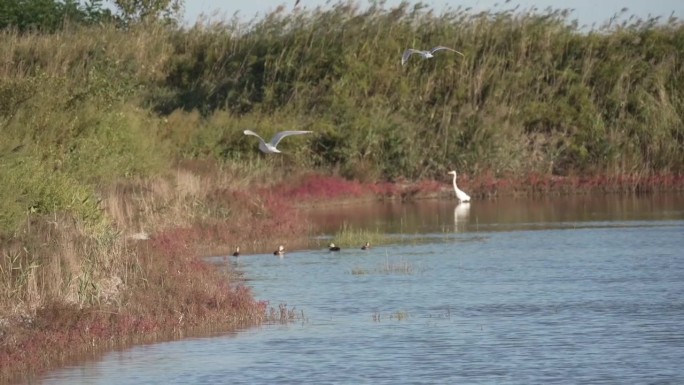 水鸟栖息在海边海边生态湿地保护栖息地
