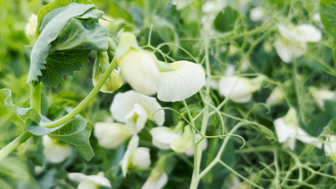 4K胡豆花、豌豆花