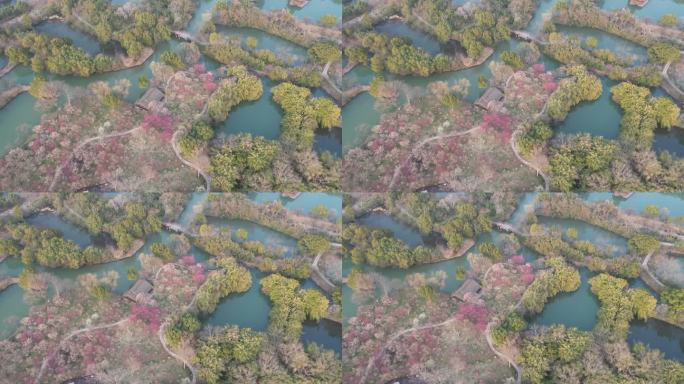 灰片4k杭州西溪国家湿地公园曲水寻梅