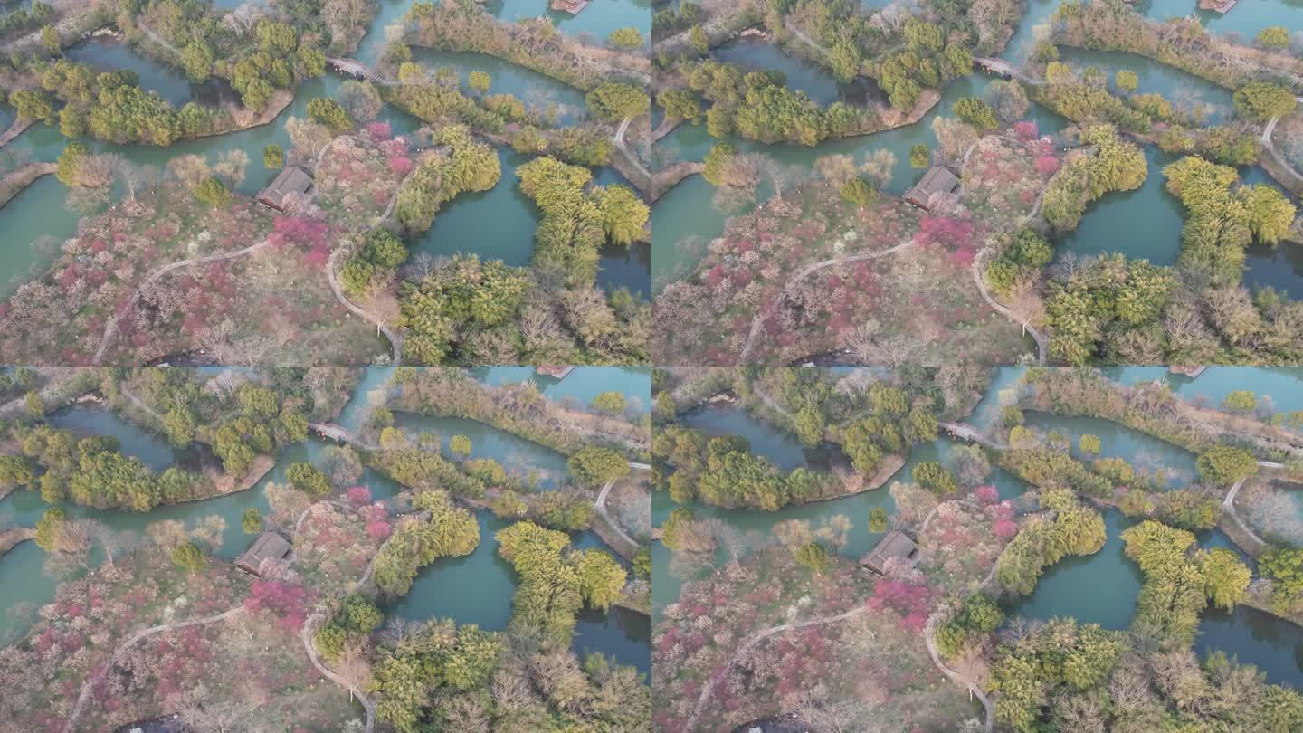 灰片4k杭州西溪国家湿地公园曲水寻梅