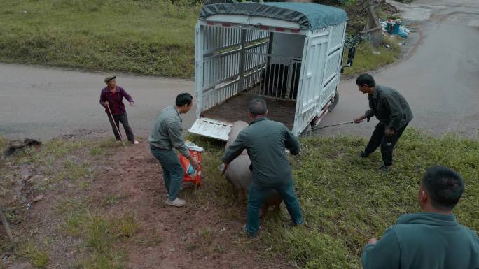 乡村物流赶猪上车