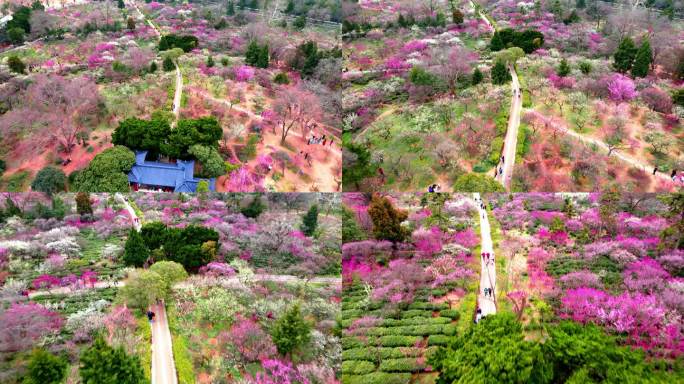 4K南京明孝陵景区游客梅花山观梅轩航拍