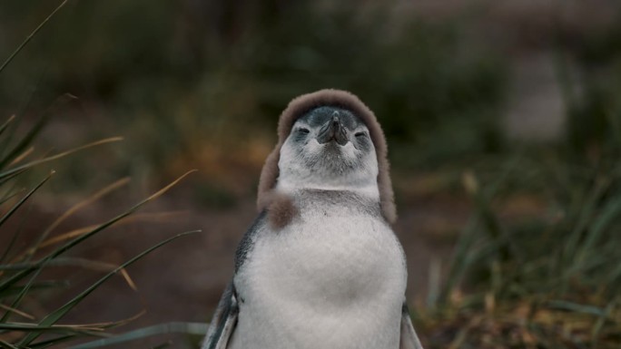 麦哲伦企鹅幼崽在阿根廷火地岛的马提略岛的一个大风天的特写。