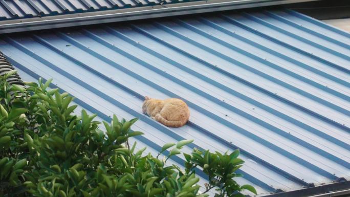 房顶上的猫